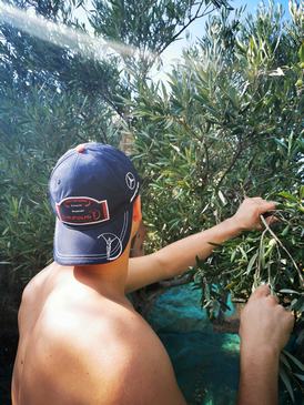 Handverlesene Oliven geben das beste Olivenöl