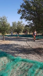 Ein Netz sammelt die Oliven für das Olivenöl 