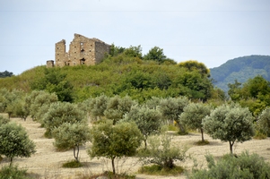 Olivenöl Hain neben alter Ruine in Kalabrien