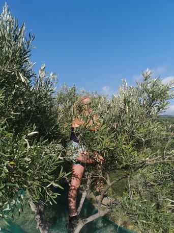 Olivenöl: Freunde und Familie helfen bei Olivenernte
