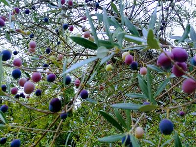 reife Oliven sind schön wie ein Blumenstrauß und erzeugen gehaltvolles Olivenöl